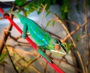 Bright and colorful chameleon sitting on a branch