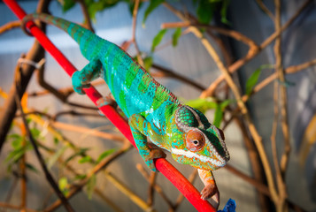 Bright and colorful chameleon sitting on a branch