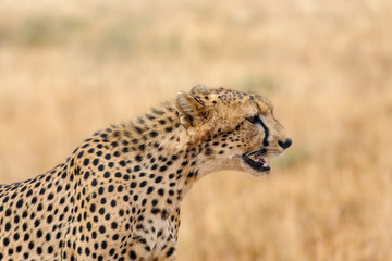 cheetah © Herbert