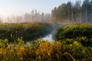 Puszcza Knyszyńska © podlaski49