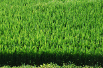 A rice field in a countryside of South Korea close to the North Korean border. 