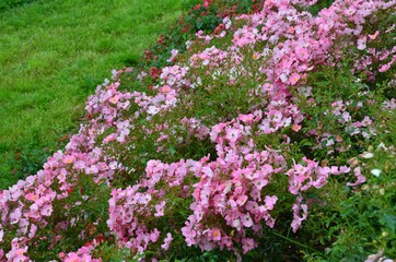 Many roses bloom pink on a slope - Rose Hill