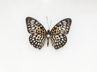 Fototapeta na wymiar Stuffed insect Butterfly