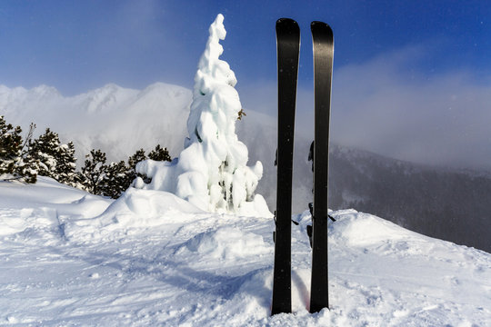 mountain ski on frozen pine tree background