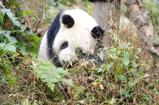 Giant Panda Sleeping in the Forest, Chengdu, China © birdiegal