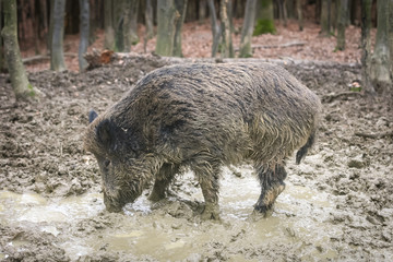 Wild boar