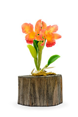 Colorful clay orchid flower