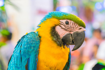 Colorful macaws