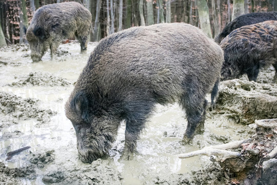 Wild hogs in mud