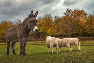 donkey and cheeps. Local farm.