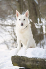 White Swiss Shepherd dog staying on a wooden bench at winter