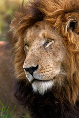Portrait of legendary Lion Notch in Masai Mara, Kenya