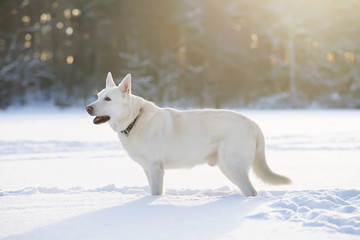 White Swiss Shepherd dog staying in the snow at sunny weather