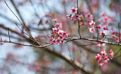 Little flowers in stong color tone.