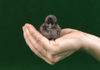 Ayam Cemani K&uuml;ken