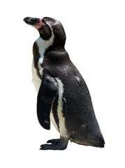 adult penguin