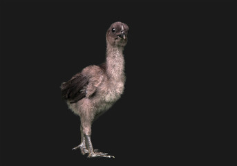 Ayam Cemani Küken