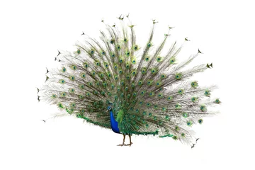 Stof per meter Indian Peafowl © JackF