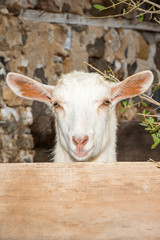 Tahta arkasından bakan keçi