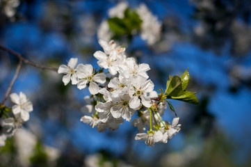 The flowering apple