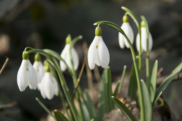 Snowdrop