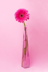 gerber on a pink background