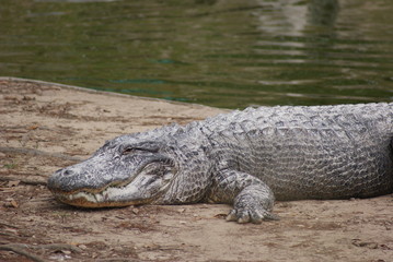 Obraz premium Alligators