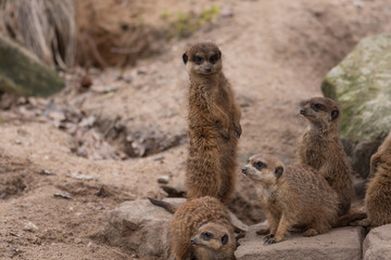 Erdmännchen 