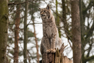 Luchs auf einem Baumstupf