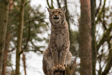 Luchs auf einem Baumstupf