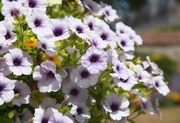 Surfinias blanc violet