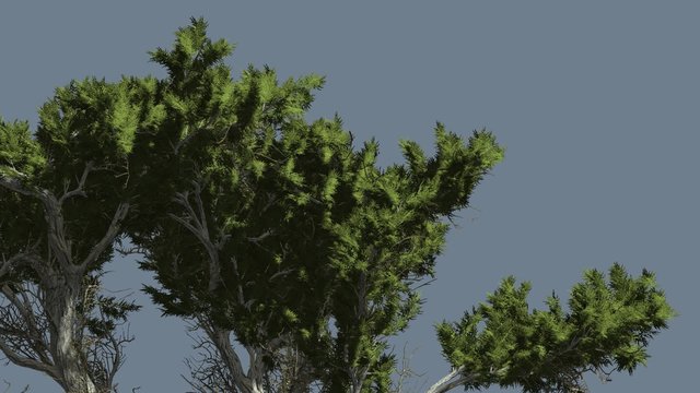 Monterey Cypress Fluttering Leaves Swaying Crown Coniferous Evergreen Tree is Swaying at The Wind Green Scale-Like Leaves Hesperocyparis Macrocarpa