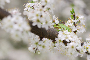 Dengue, zica and chikungunya fever mosquito full of blood on frog skin - perfect macro shot