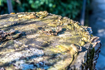 Dry boletus group on wood stump in winter
