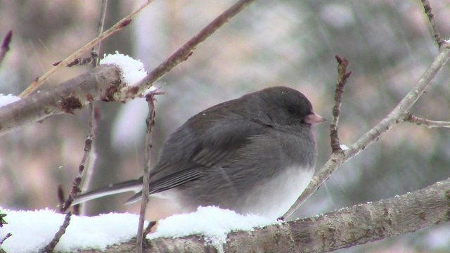 close-up of dark-eyed junco (Junco hyemalis) perched on cherry tree branch in snowy weather