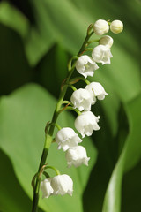 Brin de muguet
