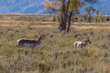 Pronghorn Antelope Doe and Fawn