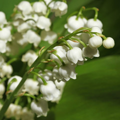 Brin de muguet