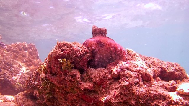 red octopus comes out of its hole, sits on top of the stone and curiously watching the fish swimming close (bottom view), Indian Ocean, Hikkaduwa, Sri Lanka, South Asia
