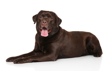 Chocolate Labrador retriever
