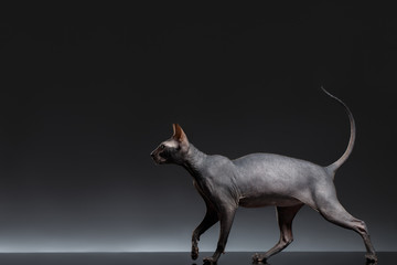 Sphynx Cat Walks on Black Background, Side