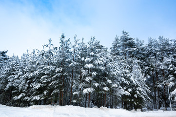 Obraz premium Trees in a winter forest