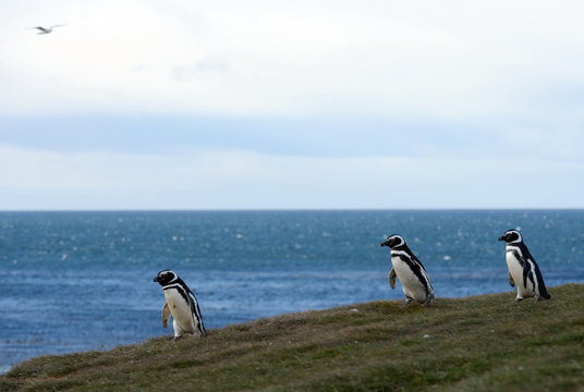 Magellanic Penguins  at the penguin sanctuary on Magdalena Island in the Strait of Magellan near Punta Arenas in southern Chile.