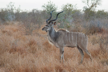 Kudu antelope, Kruger Park, South Africa