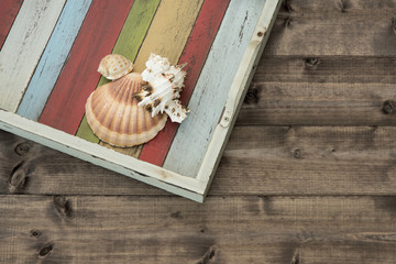 Shell on the coloured plank