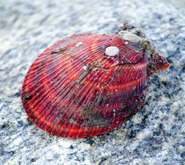Scallop Shell on a stone