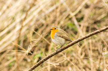 Pettirosso _ Erithacus rubecula