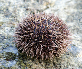 Naklejka na ściany i meble Sea urchin on stone