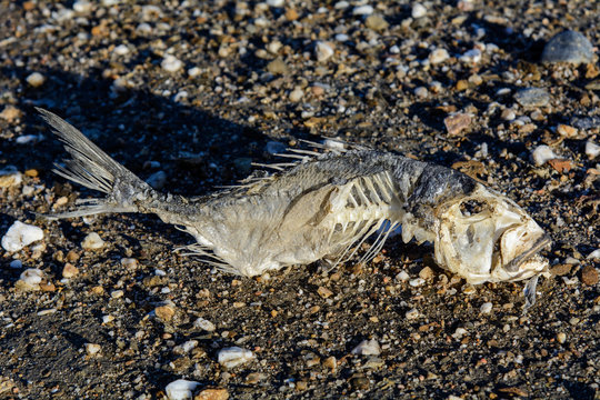 Skeleton Fish on the Sand / Fish skeleton lying on the sand of the lagoon.