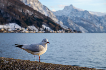 black headed gull - Lachmöwe
